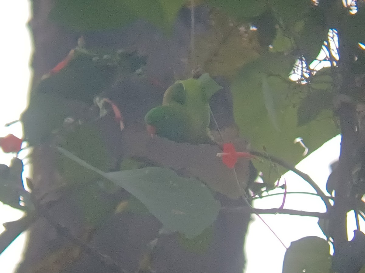 Frühlingspapageichen - ML647399429