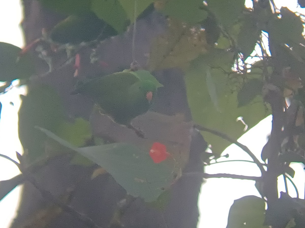 Frühlingspapageichen - ML647399430