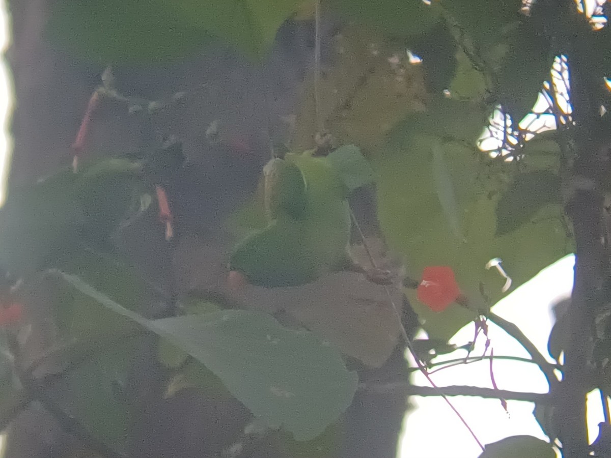 Frühlingspapageichen - ML647399431