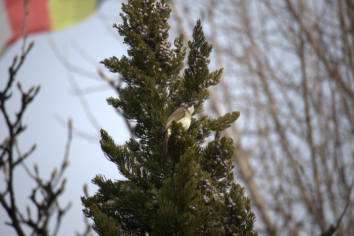 Chinabülbül - ML647399432