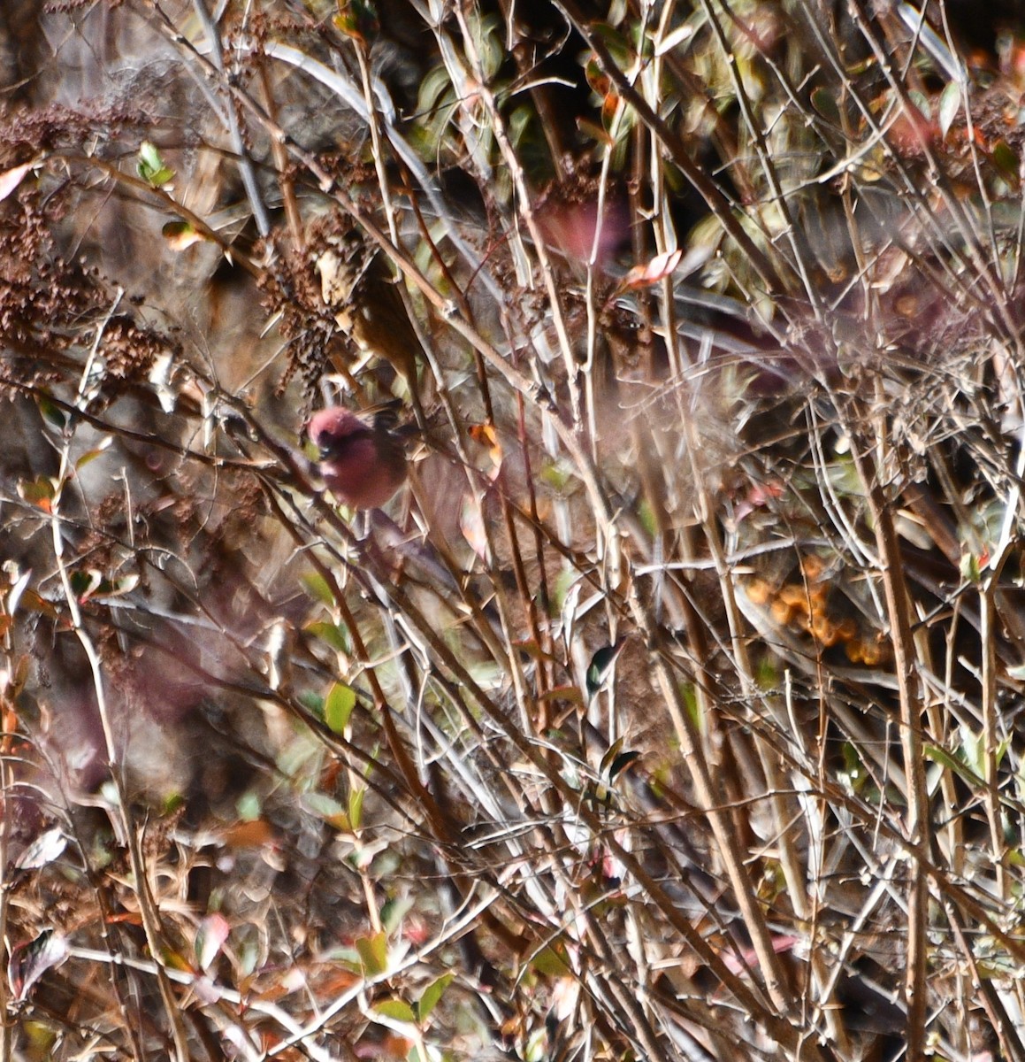 Rosenbrauengimpel - ML647399433