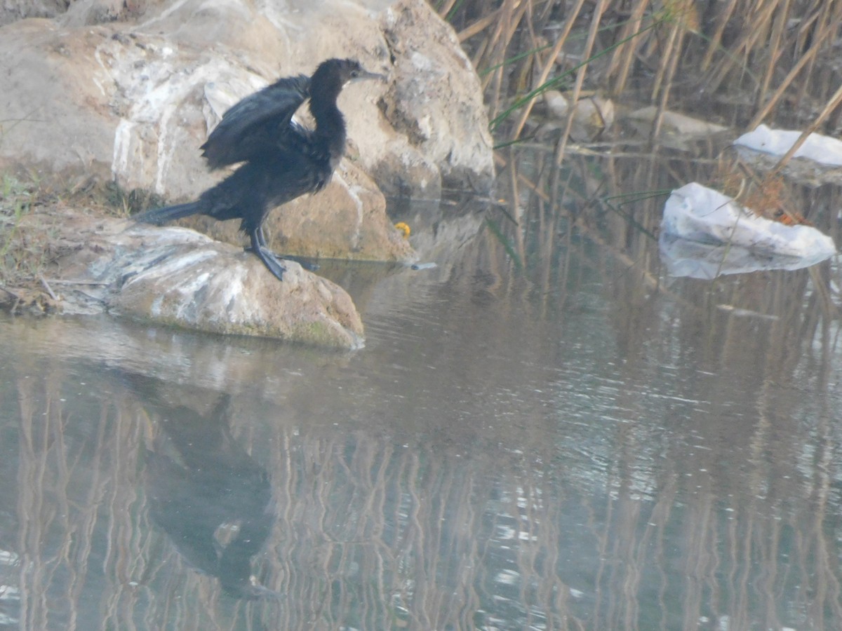 Kleinscharbe - ML647399434