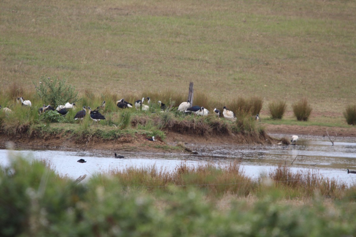 Weißgesicht-Stelzenläufer - ML647399435