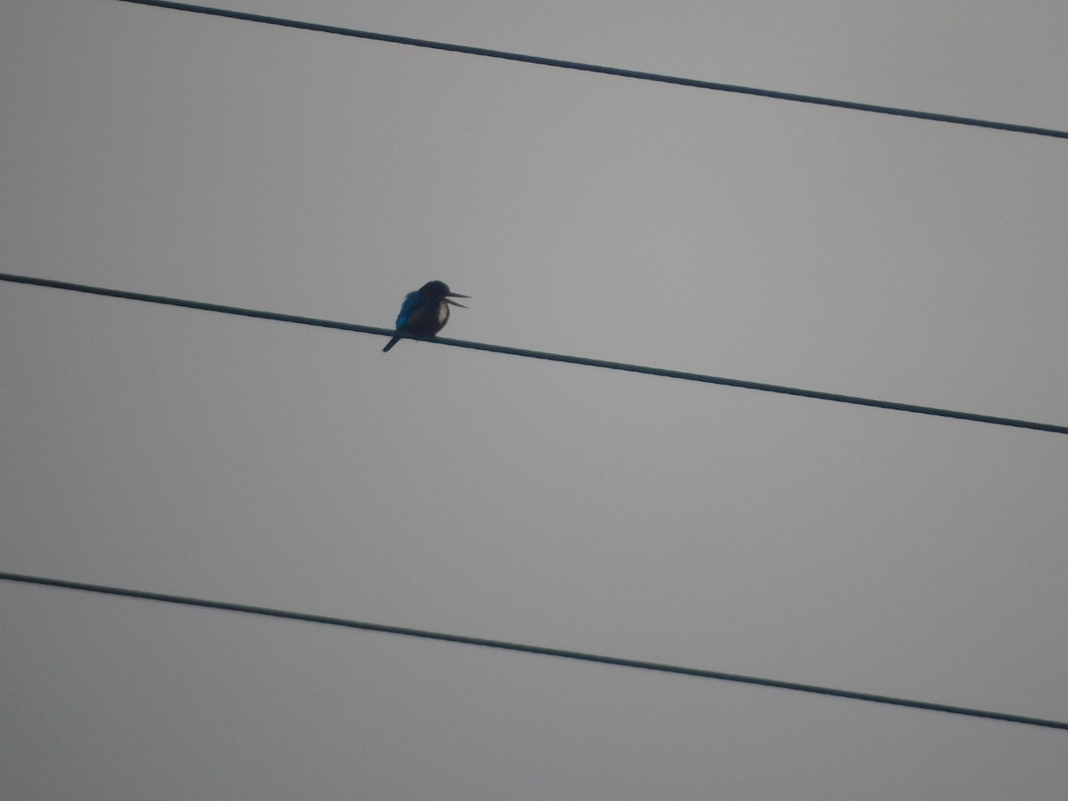 Braunliest - ML647399436