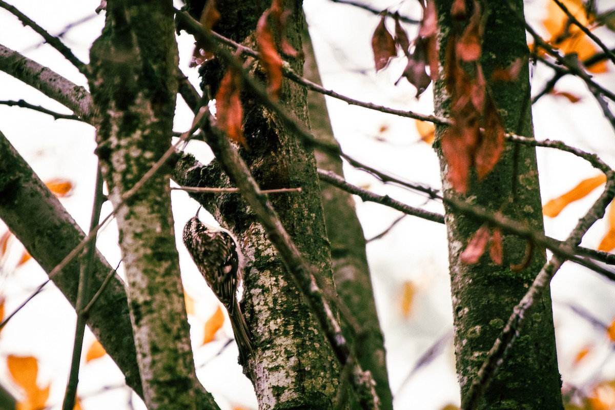 Amerikabaumläufer - ML647399437