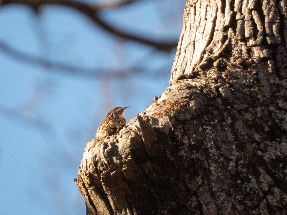 Amerikabaumläufer - ML647399438