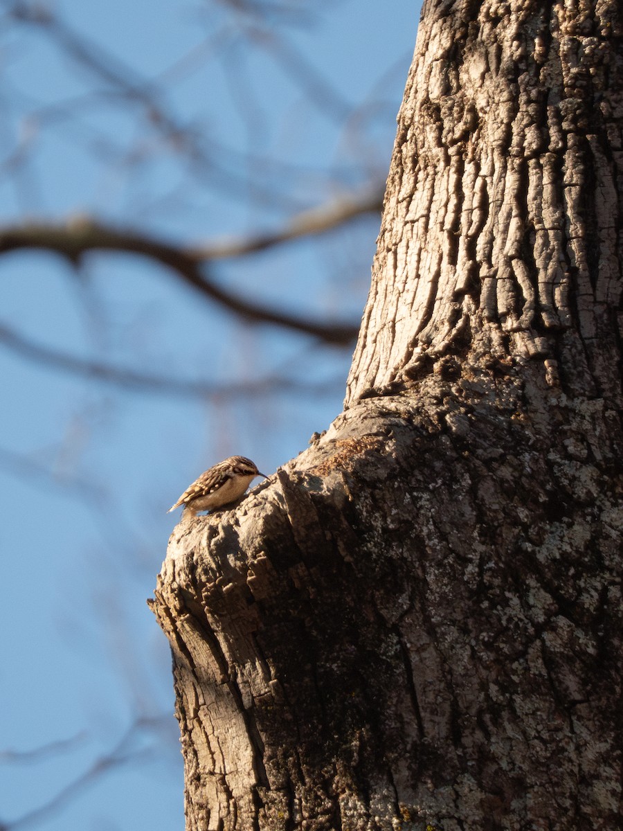 Amerikabaumläufer - ML647399439