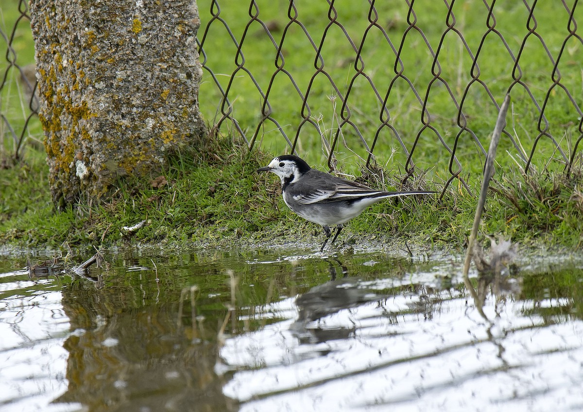 Bachstelze (Trauerbachstelze) - ML647399441