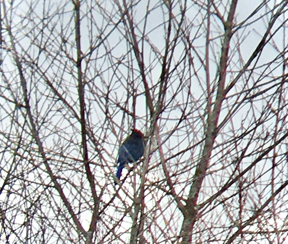 Diademhäher - ML647399442