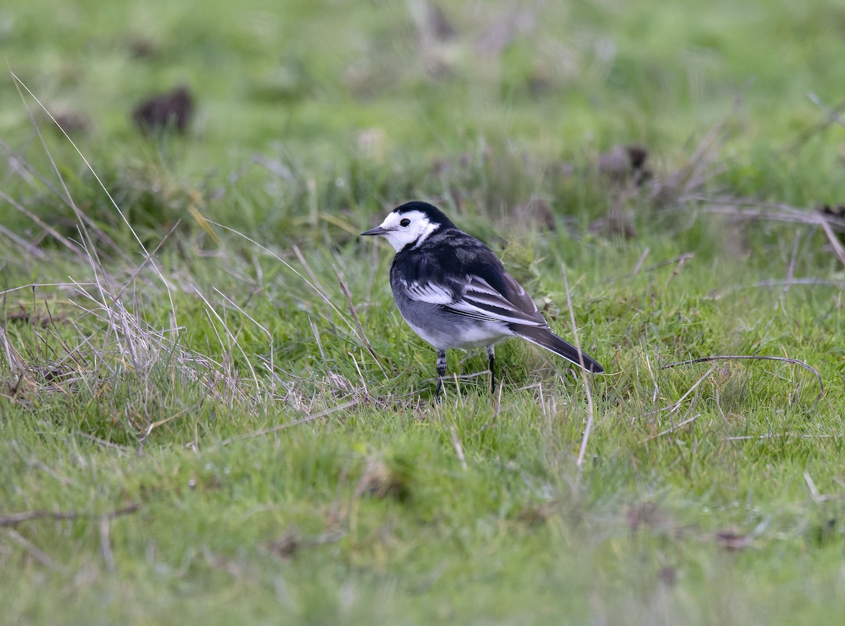 Bachstelze (Trauerbachstelze) - ML647399443