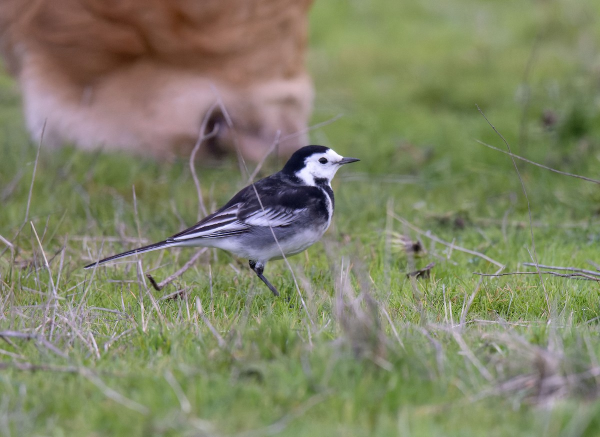 Bachstelze (Trauerbachstelze) - ML647399444