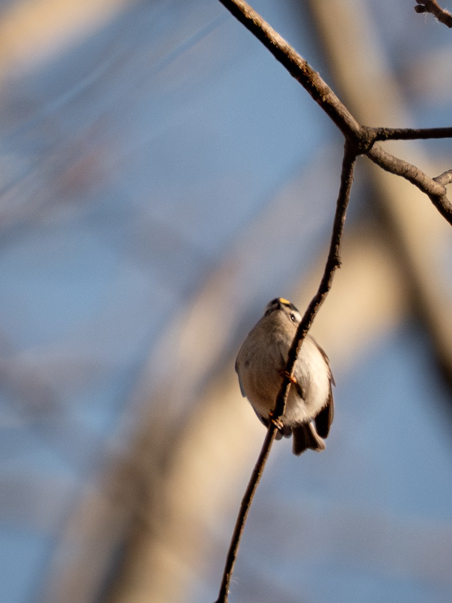 Indianergoldhähnchen - ML647399445