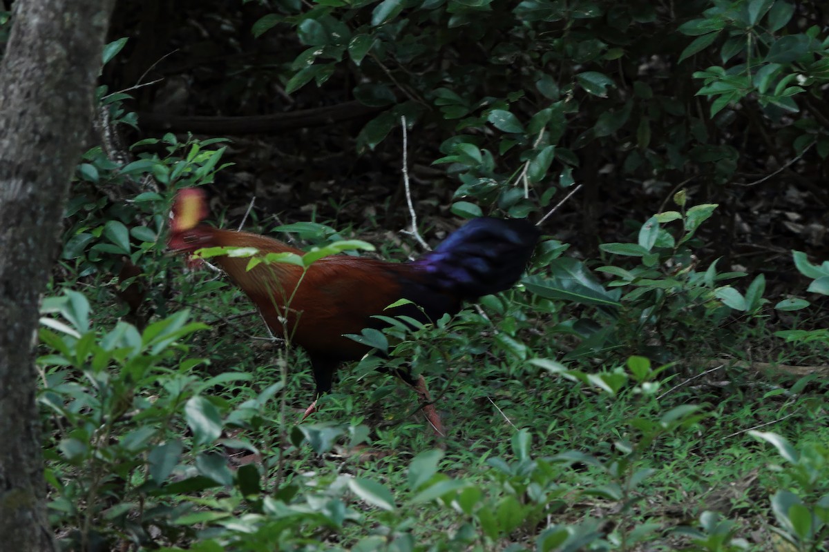 Ceylonhuhn - ML647399447