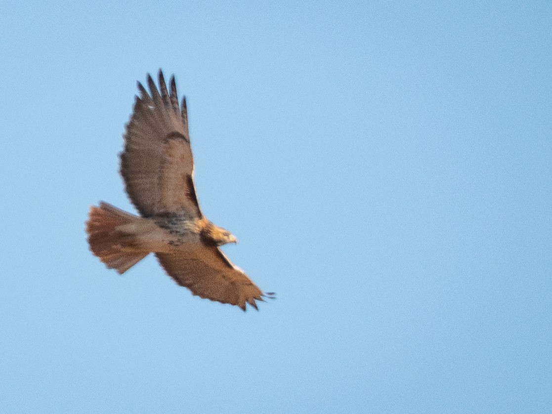 Rotschwanzbussard - ML647399450