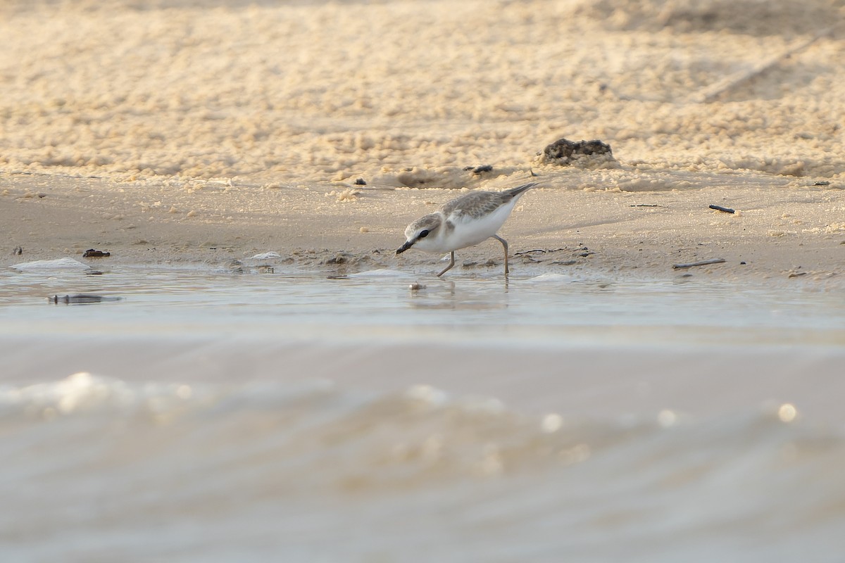 Weißstirn-Regenpfeifer - ML647399451