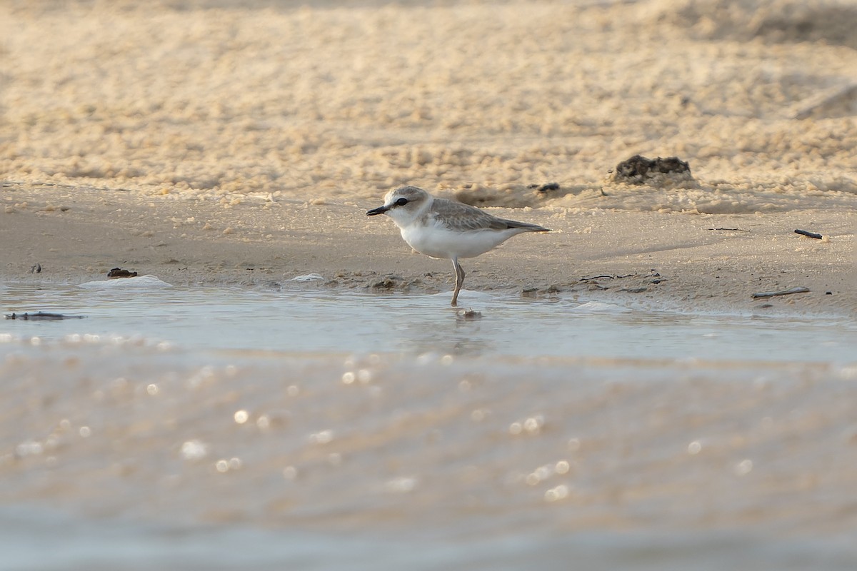 Weißstirn-Regenpfeifer - ML647399452