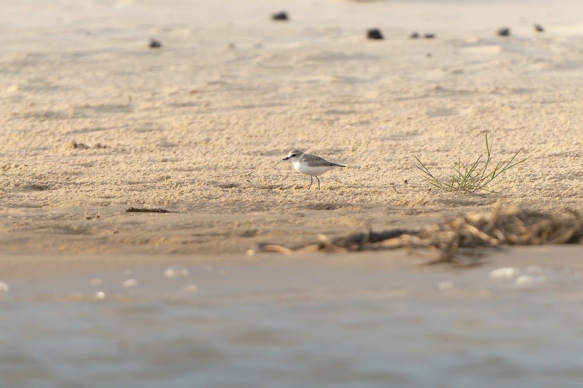 Weißstirn-Regenpfeifer - ML647399453