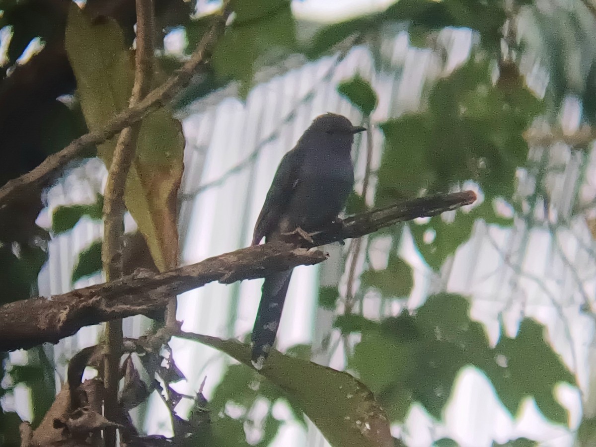 Gray-bellied Cuckoo - ML647399469