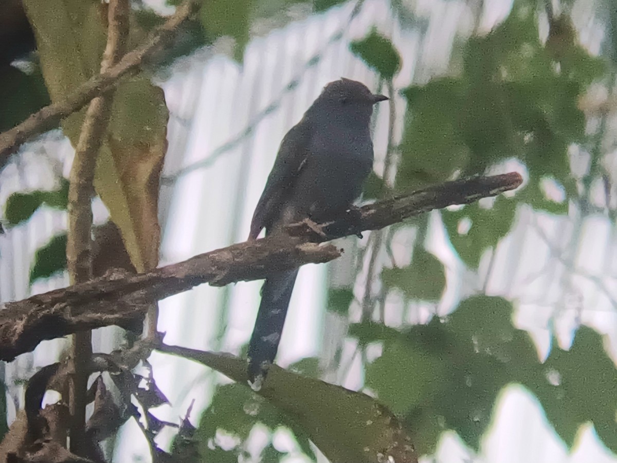 Gray-bellied Cuckoo - ML647399470