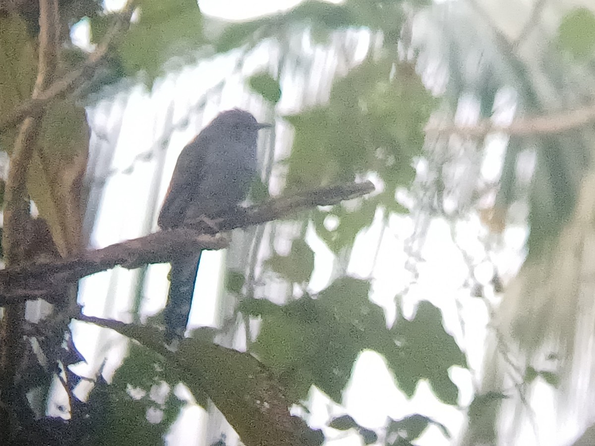 Gray-bellied Cuckoo - ML647399471