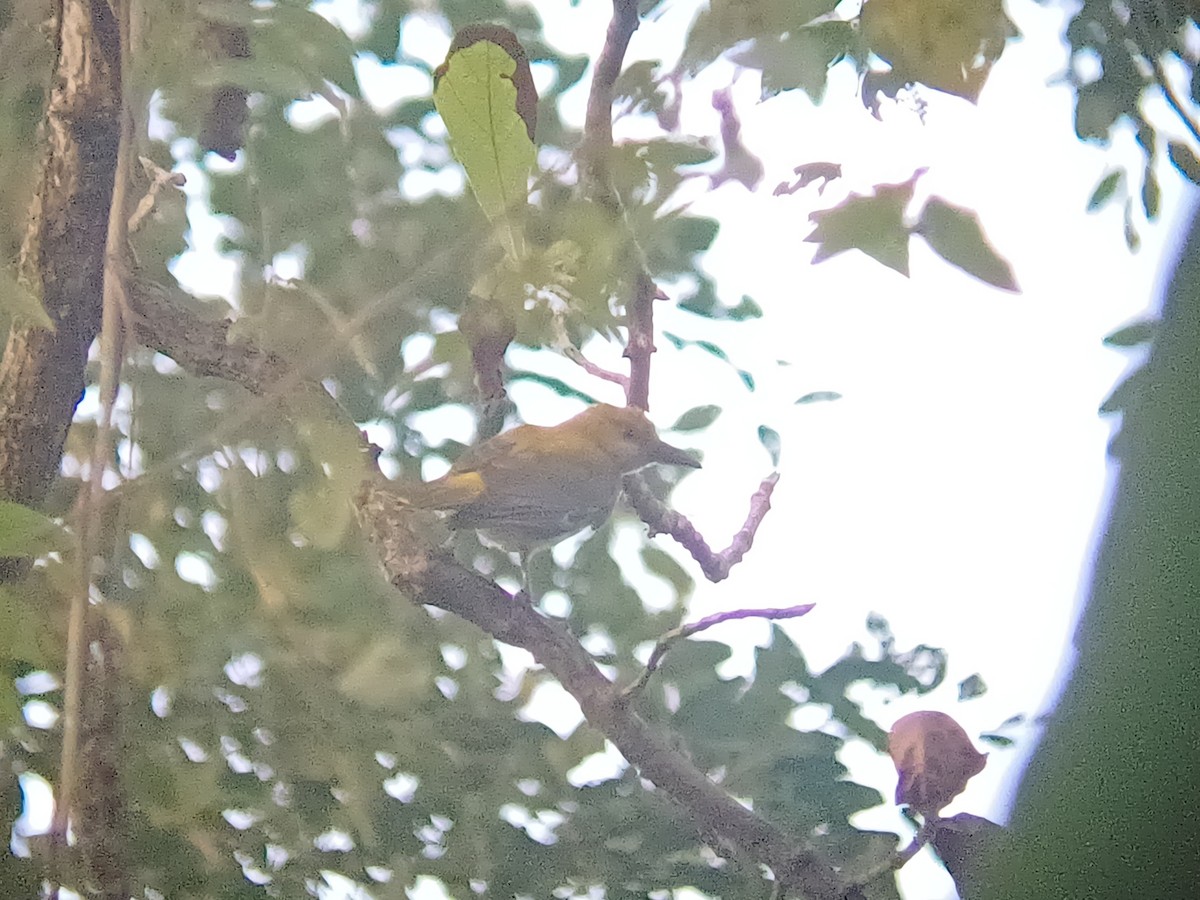 Indian Golden Oriole - ML647399490