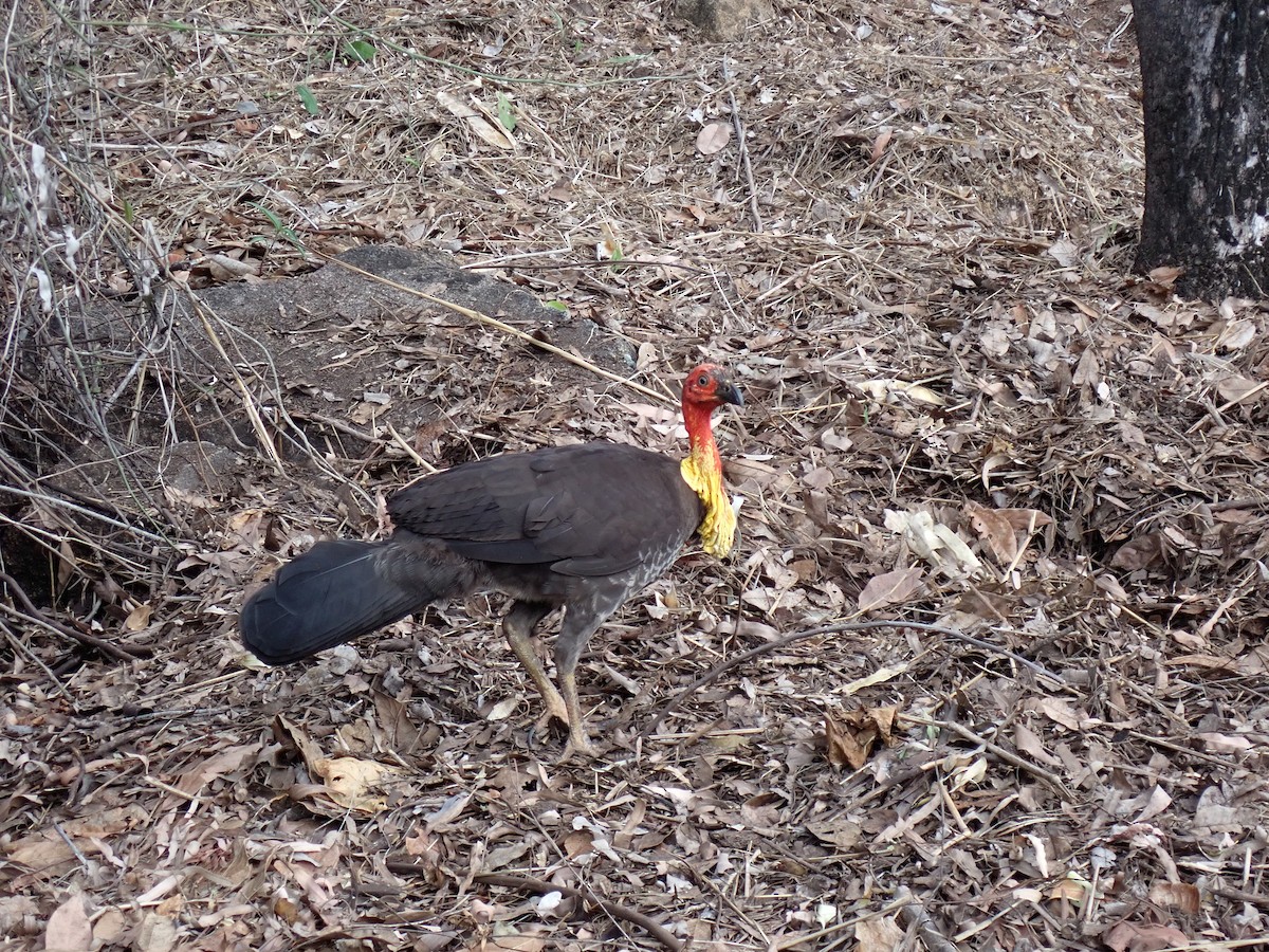 Australian Brushturkey - ML647399500