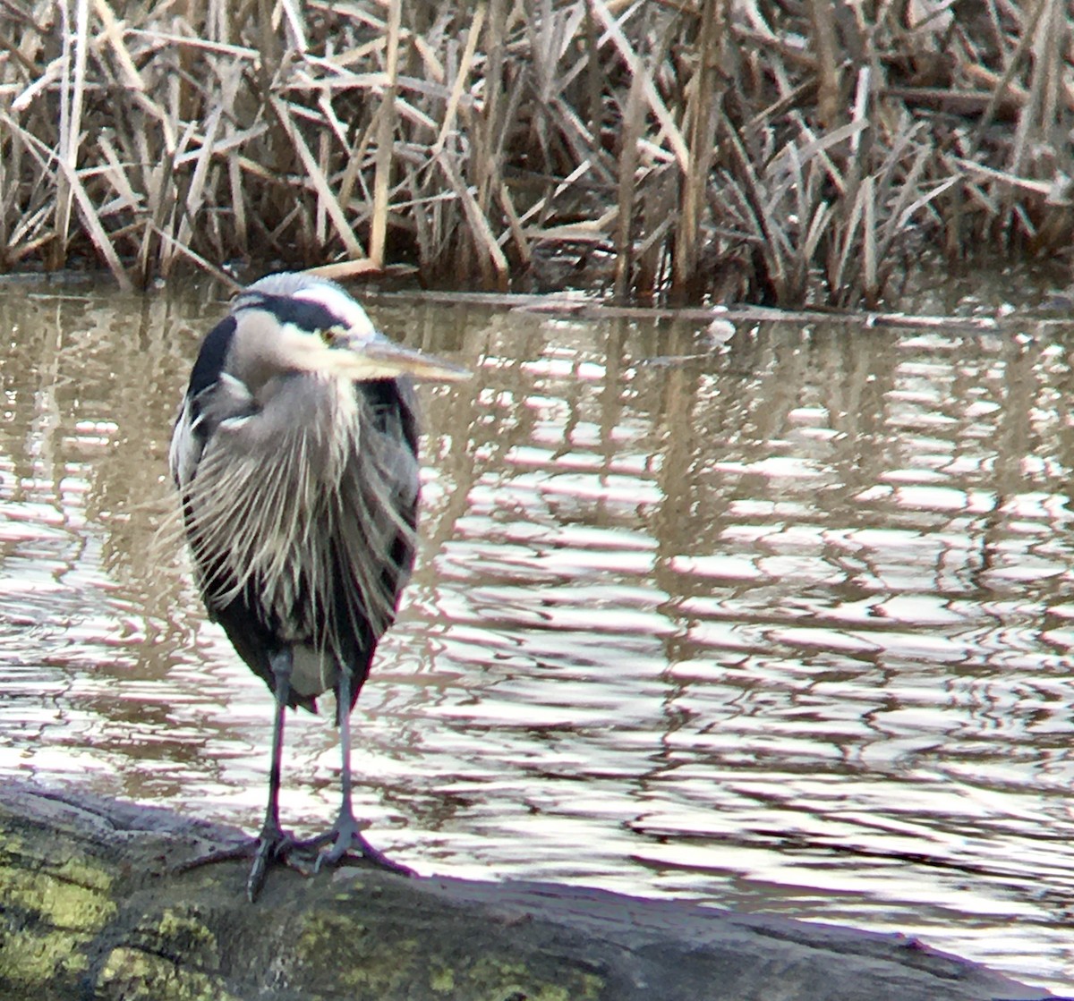 Grand Héron - ML647399503