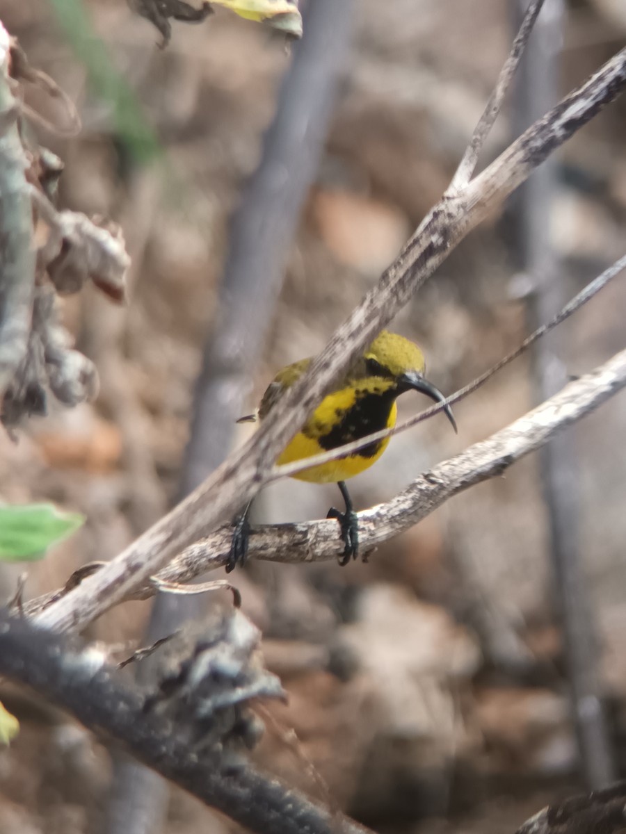 Sahul Sunbird - ML647399510