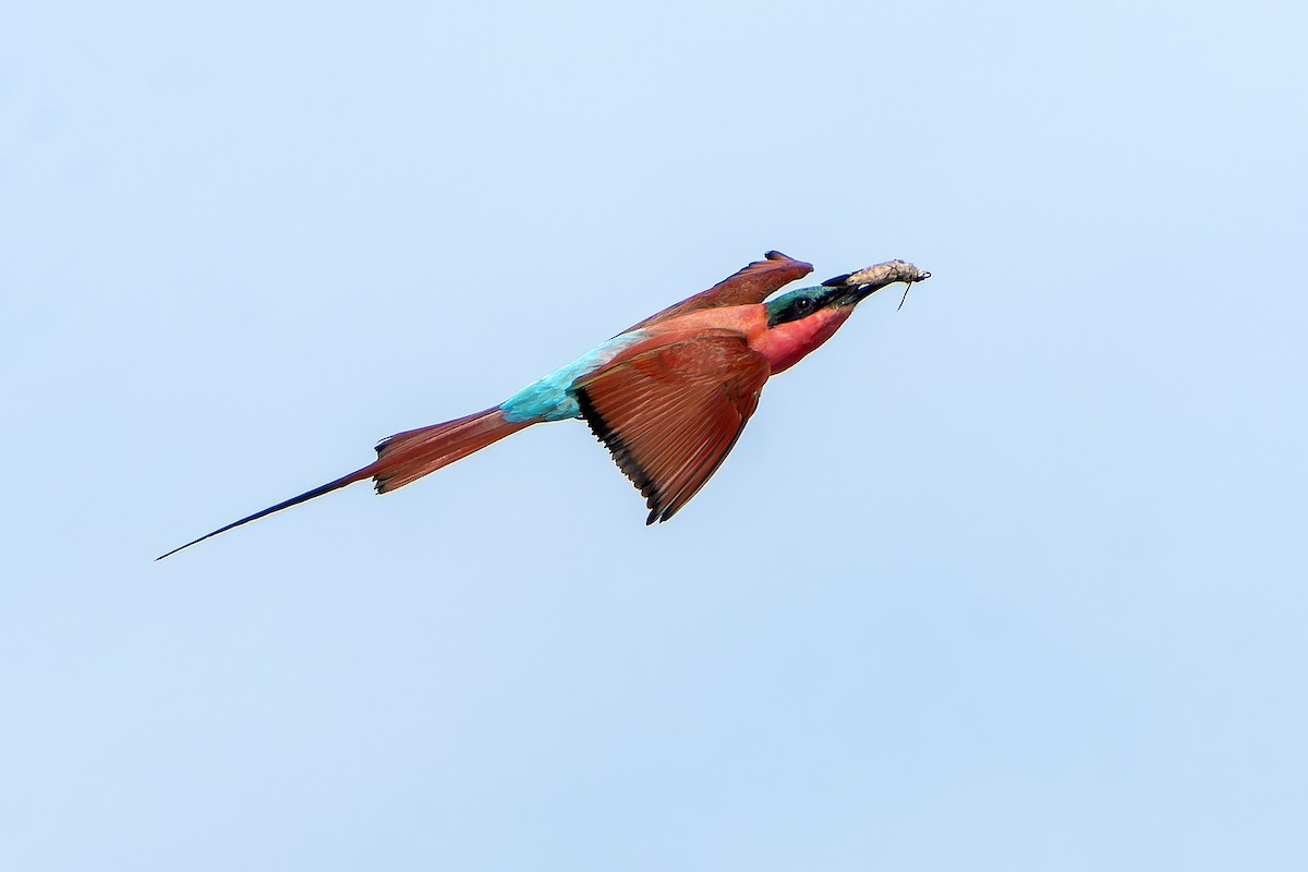 Southern Carmine Bee-eater - ML647399511