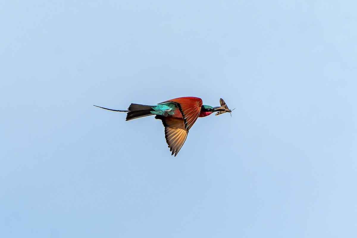 Southern Carmine Bee-eater - ML647399512
