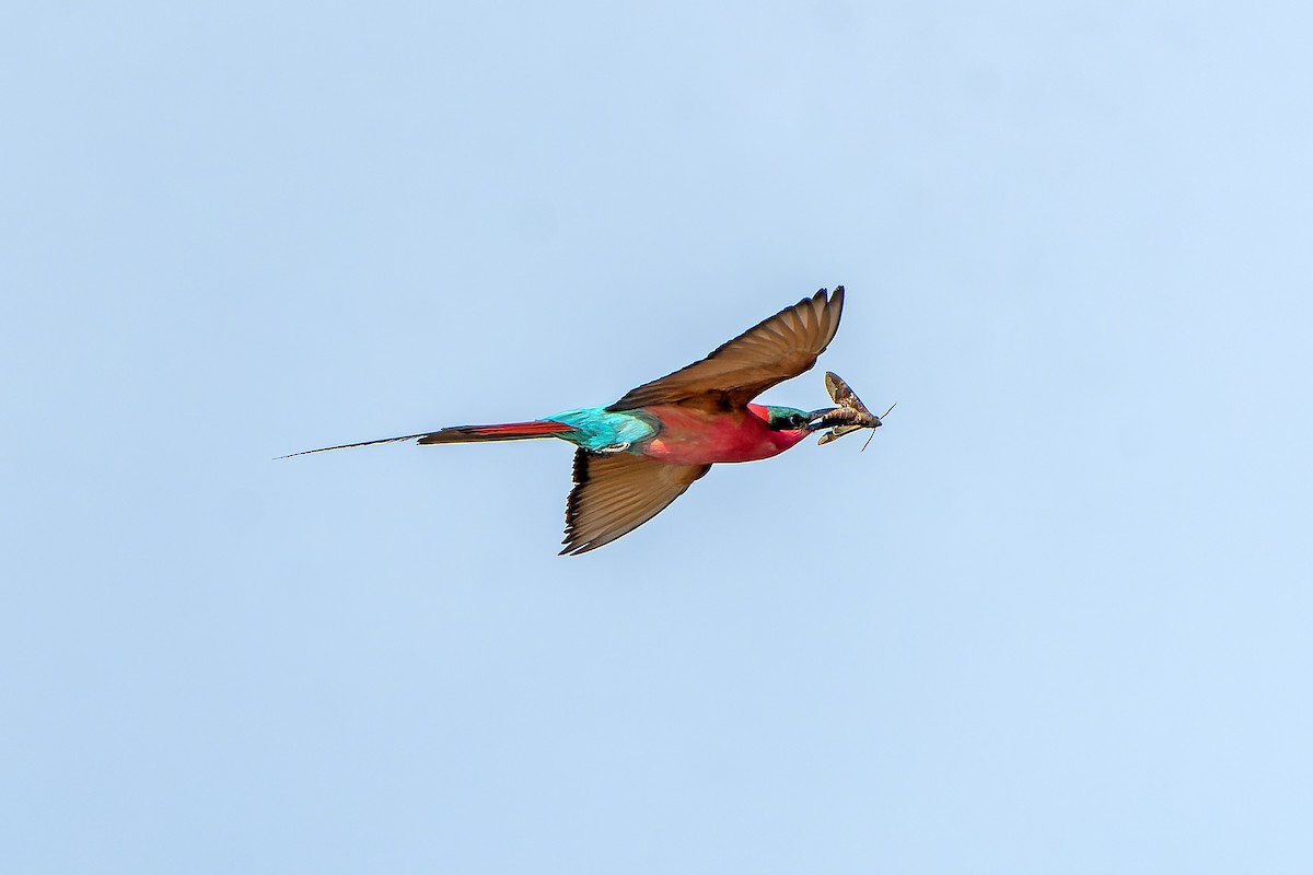 Southern Carmine Bee-eater - ML647399513