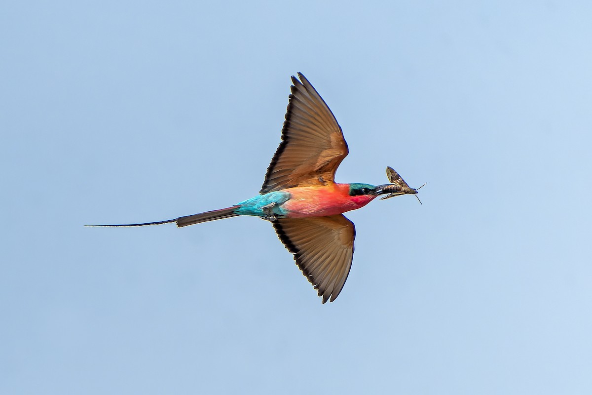 Southern Carmine Bee-eater - ML647399514