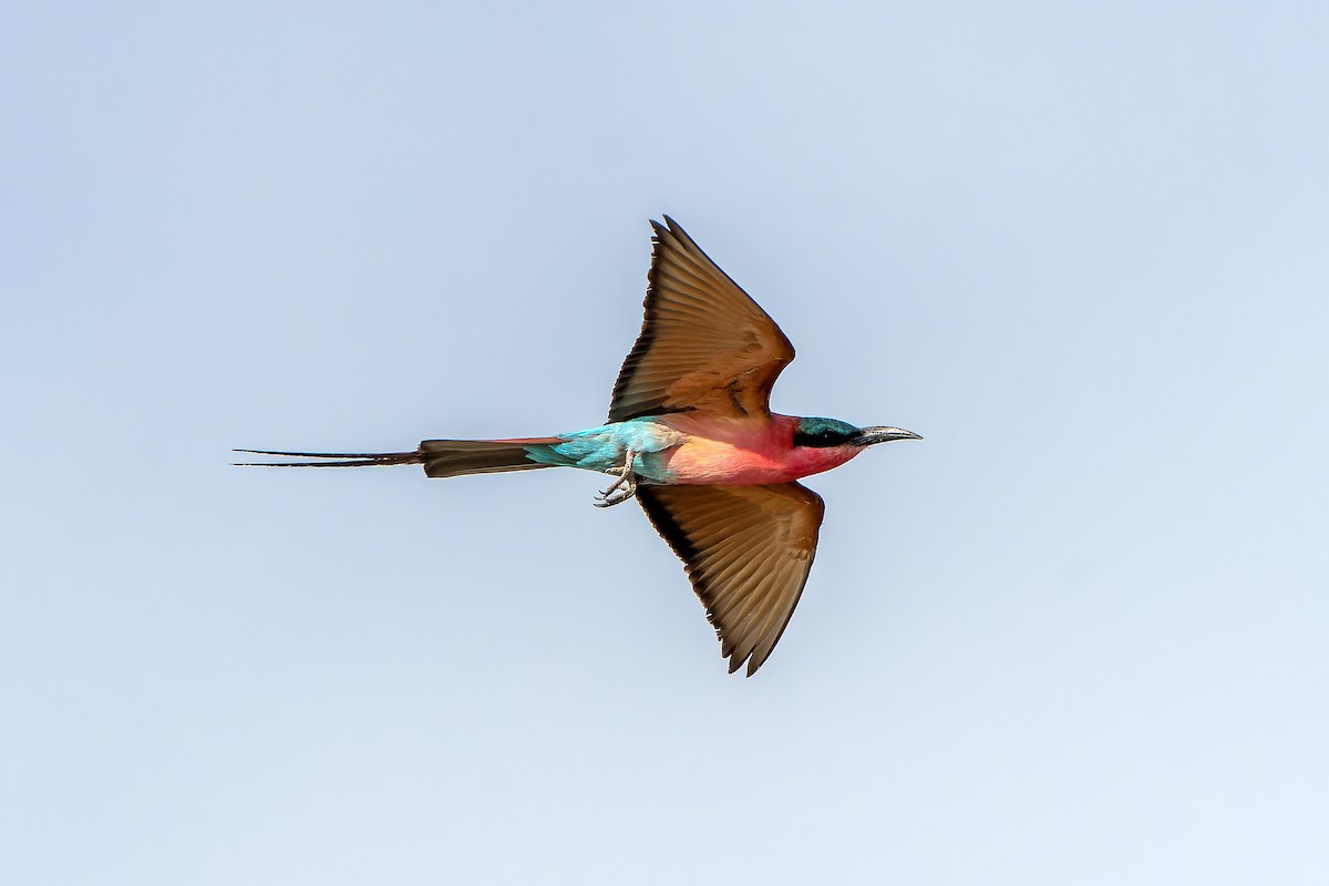 Southern Carmine Bee-eater - ML647399515