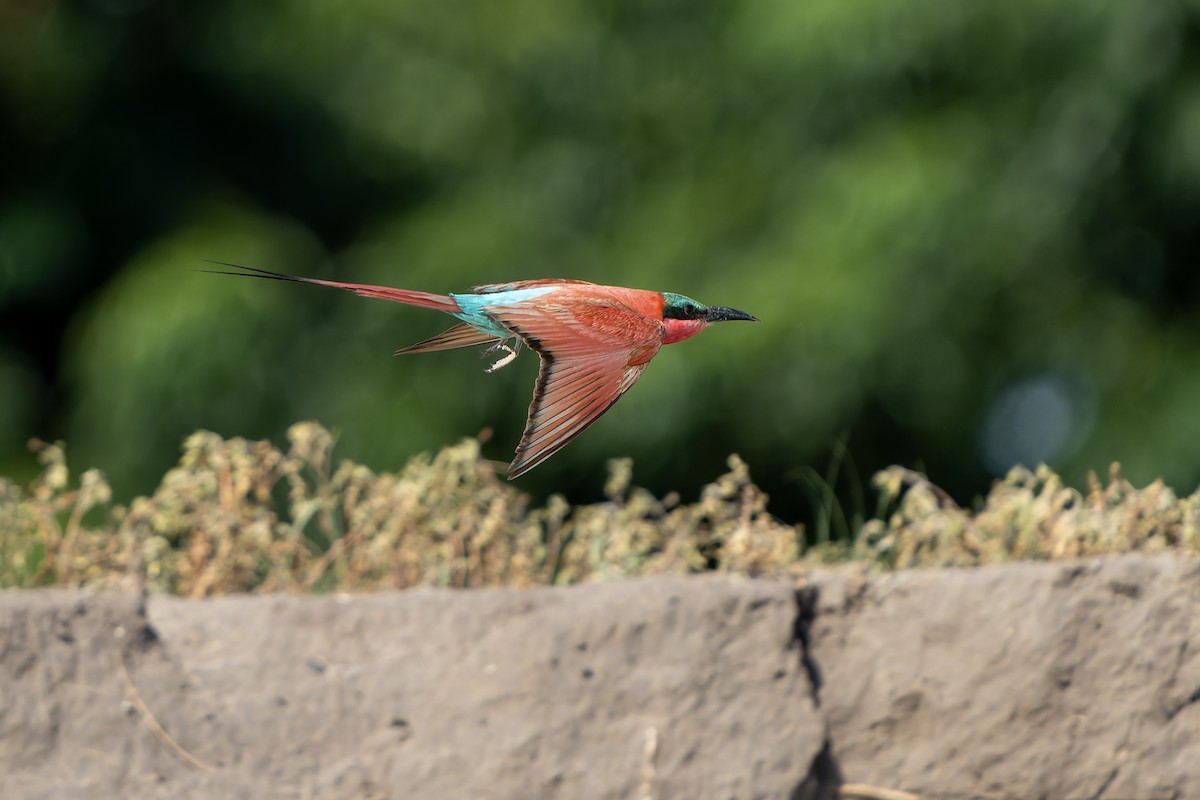 Southern Carmine Bee-eater - ML647399516