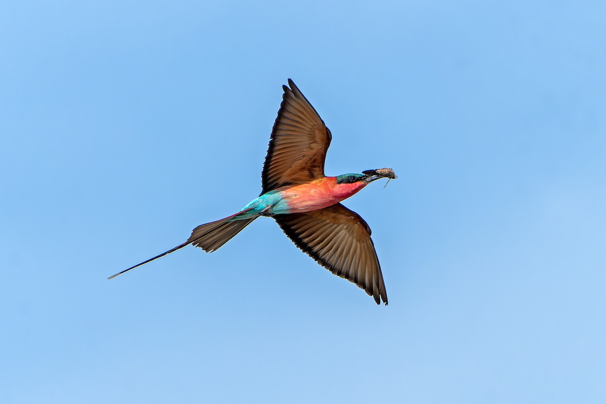 Southern Carmine Bee-eater - ML647399517
