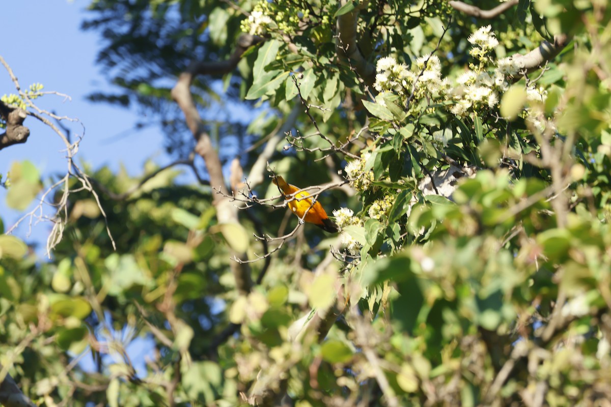 Балтиморский трупиал - ML647399518