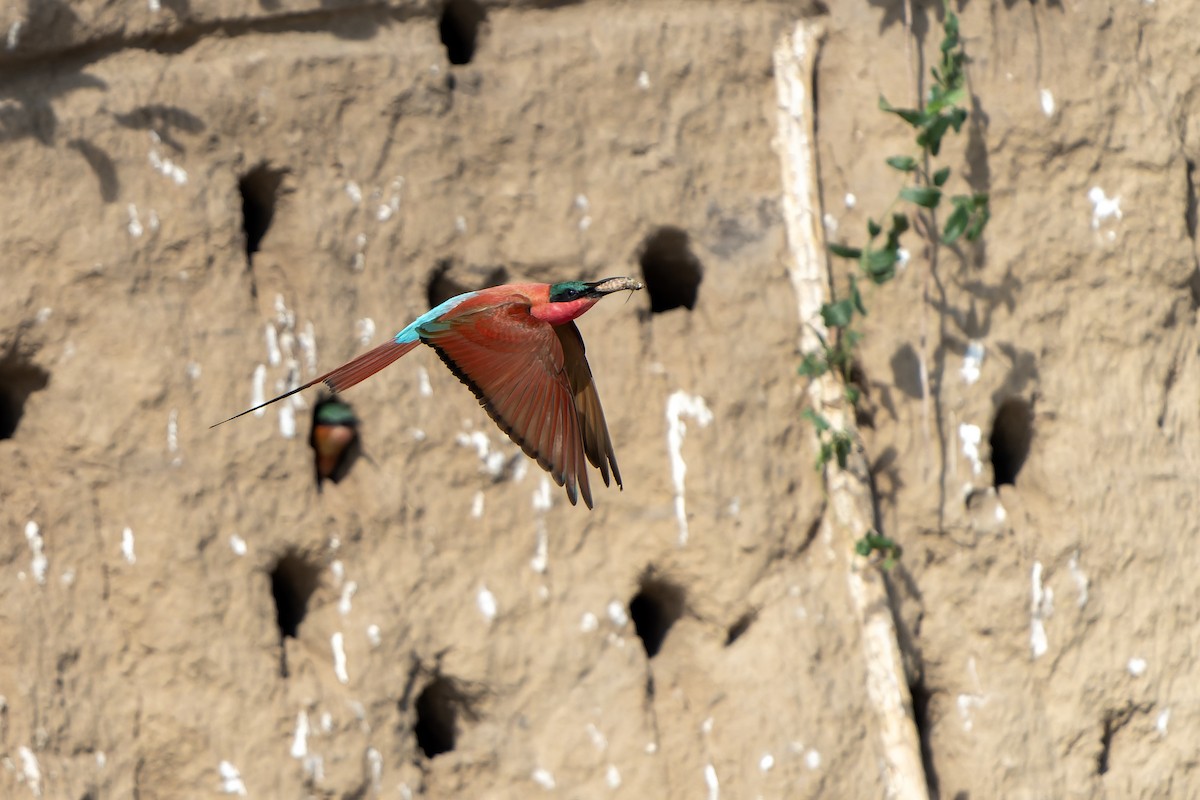 Southern Carmine Bee-eater - ML647399519