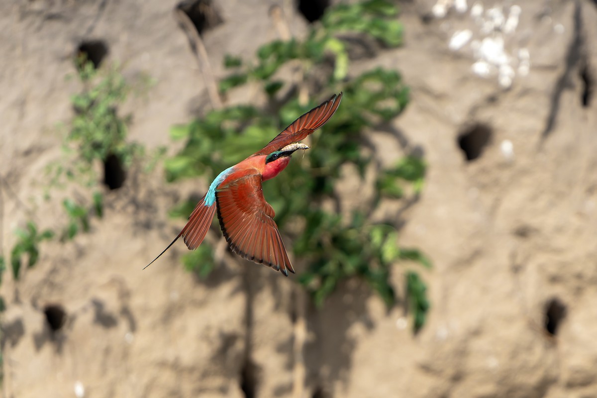 Southern Carmine Bee-eater - ML647399520