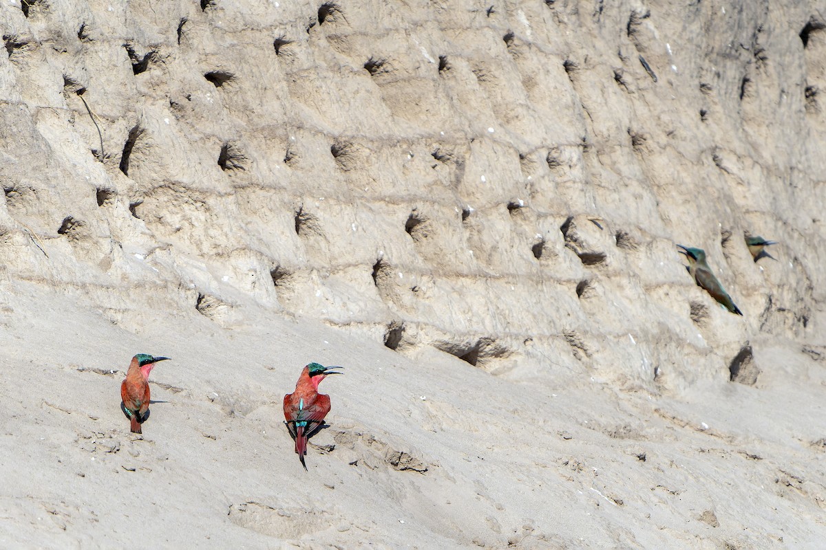 Southern Carmine Bee-eater - ML647399521