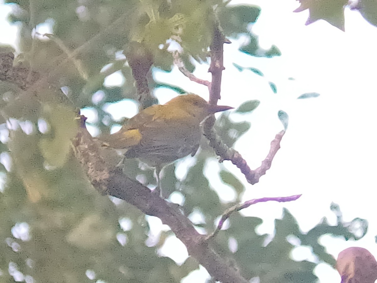 Indian Golden Oriole - ML647399524