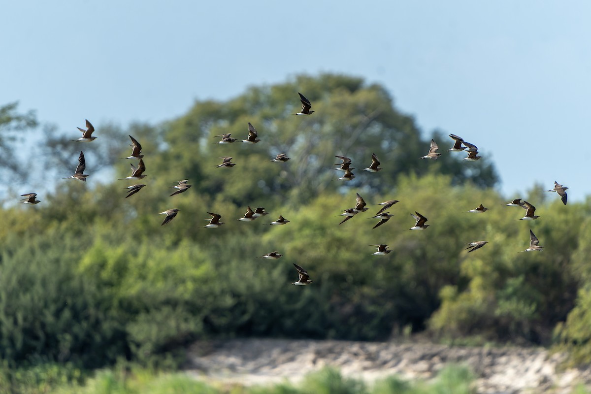 Collared Pratincole - ML647399557