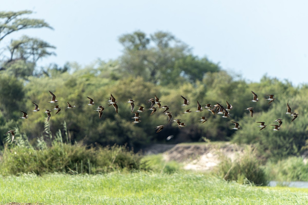 Collared Pratincole - ML647399558
