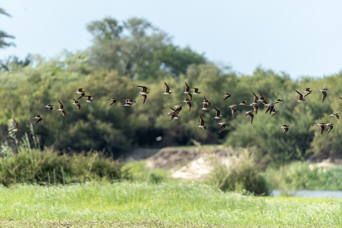 Collared Pratincole - ML647399559