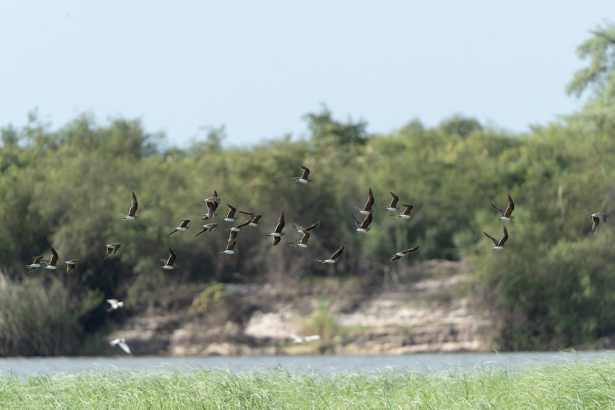 Collared Pratincole - ML647399562