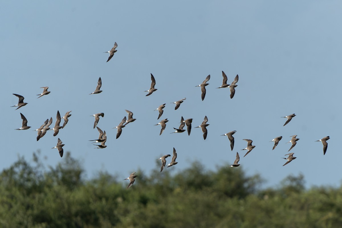 Collared Pratincole - ML647399563