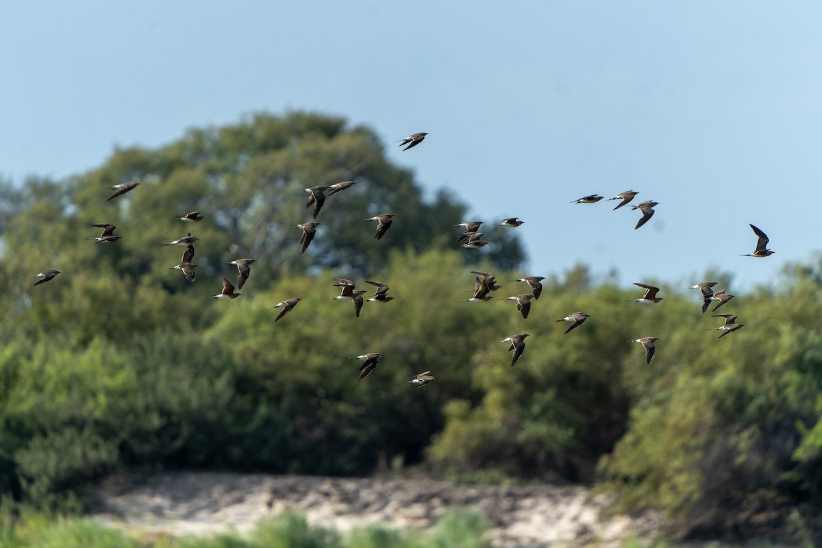 Collared Pratincole - ML647399564