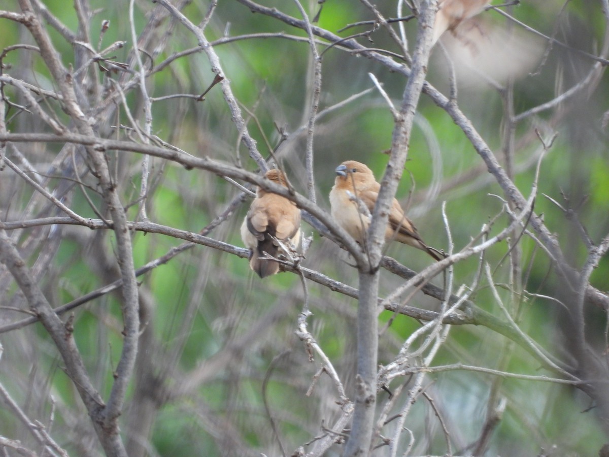 savannesølvnebb - ML647399566