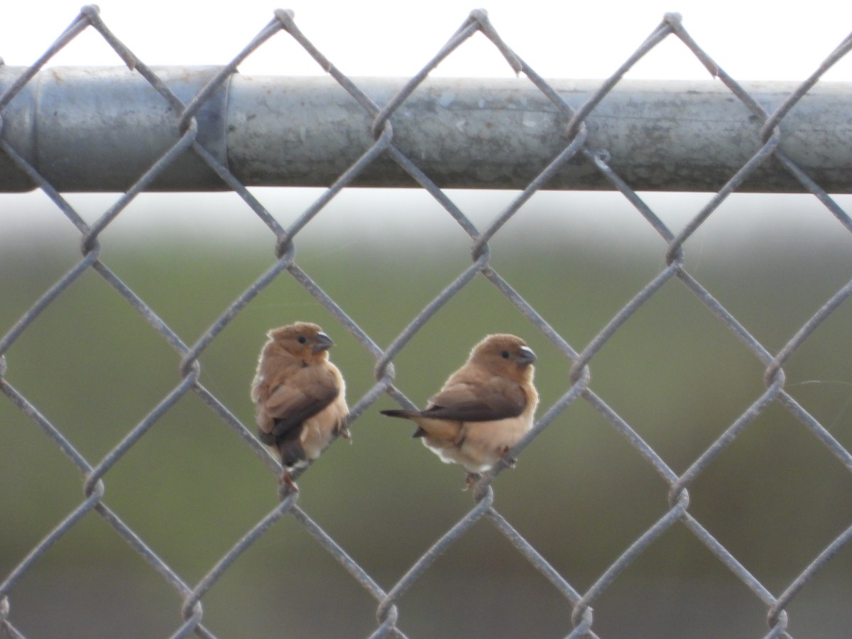 savannesølvnebb - ML647399567