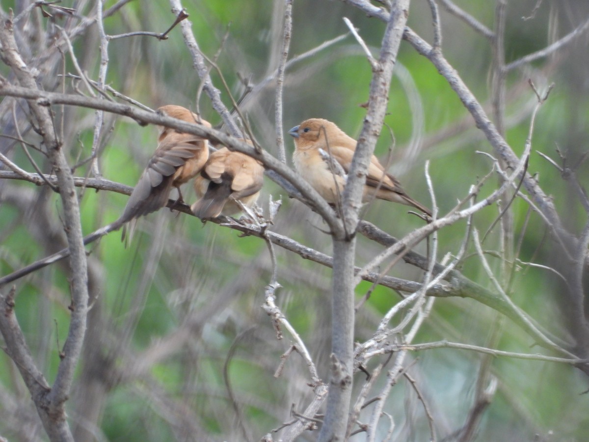 savannesølvnebb - ML647399568