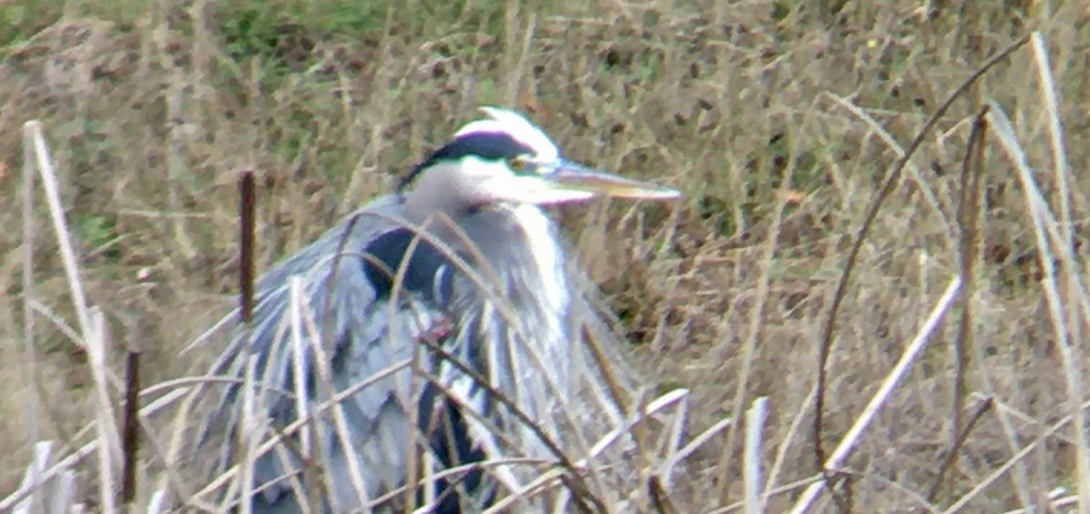 Grand Héron - ML647399592